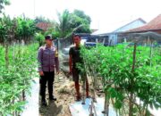 Brigadir Hanung Pastikan Lahan Tanaman Cabai di Mojopuro Mendukung Ketahanan Pangan di Sumberlawang