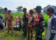 Kolaborasi Babinsa Dan Penyuluh Lapangan Untuk Kesejahteraan Petani
