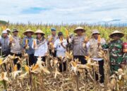 POLSEK Maniangpajo POLRES Wajo Dukung Ketahanan Pangan Nasional Melakukan Panen Raya Jagung Tahap I