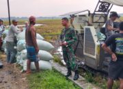 Babinsa Nogosari Bantu Bulog Serap Gabah Petani Jeron