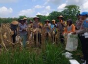 Panen Raya Jagung di Sragen Sukses, Dukung Ketahanan Pangan Nasional