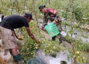 Wujudkan Ketahanan Pangan, Babinsa Mapurujaya Selalu Hadir Bantu Petani