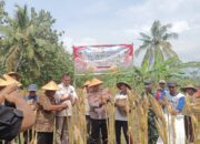Dukung Ketahanan Pangan Nasional, Polres Wonogiri Gelar Panen Raya Jagung Serentak Tahap 1