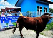 ANDI YULIANI PARIS Memberi 5 Ekor Sapi Sembelih Pada Perayaan Idhul Adha di Kabupaten Wajo