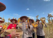 Polres Wonogiri Dukung Ketahanan Pangan Lewat Pendampingan Panen Jagung di Jatipurno