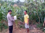 Validasi Lahan Jagung Di Kecamatan Karangpandan, Kapolsek Karangpandan Siap Dukung Program Ketahanan Pangan