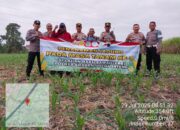 Polsek Sidoharjo Tanam Jagung Tahap ke-3 di Lahan Baku Sawah: Dukung Ketahanan Pangan dan Wujudkan Asta Cita Presiden