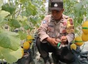 “Dari Tanah Kosong Jadi Ladang Harapan: Ketulusan Aipda Mistono Berbuah Inspirasi”