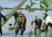 Babinsa Koramil 25/Glumpang Baro, Kodim 0102/Pidie Dampingi Petani Laksanakan Penanaman Padi di Desa Pulo Panjou