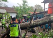 Hujan Disertai Puting Beliung di Tengaran, Terjang Sejumlah Pohon dan Bangunan Rumah
