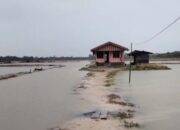 Puluhan Tambak Udang dan Ikan di Aceh Timur Hancur Diterjang Banjir, Petani Rugi Rp300 Juta