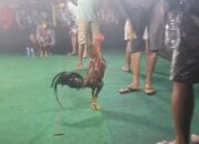 Lapor Jenderal Polisi Drs. Listyo Sigit Prabowo, M.Si , Perjudian Sabung Ayam di Kediri Masih Beraktivitas Meskipun Banyak Media Online Memberitakan