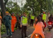 Bersama Pamapta, Kapolres Sragen Terjun Langsung Evakuasi Puluhan Pohon Tumbang di Masaran, Satu Mobil Rusak Tertimpa