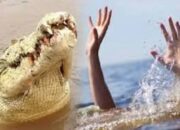 Warga Peunaron Baru Diduga Diterkam Buaya di Sungai Peureulak, Korban Belum Ditemukan