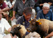 Alue Buloh Bersatu Atasi Ternak Bermasalah: Gugus Tugas Dibentuk, Perdes Jadi Landasan!
