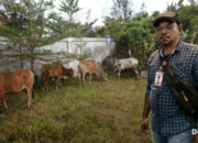 KADIS BUNGKAM, SOK KEBAL HUKUM! Bantuan Daging Presiden Rp7,5 Miliar DIDUGA MENGUAP di Aceh Timur!