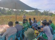 Polsek Dewantara Panen Jagung Perdana Bersama Gapoktan Sinar Tani di Paloh Gadeng