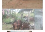 Ekonomi Terpuruk Pasca Banjir, Bantuan Dua Sapi Picu Amarah Warga Kampung Jawa