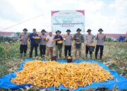 Panen Raya Jagung 5 Hektar di Simpang Keuramat, Polres Lhokseumawe Perkuat Swasembada Pangan Nasional