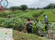 Polsek Jajaran Polres Sragen Kawal Jagung Rakyat, Kapolres: Sawah Adalah Harapan Masa Depan