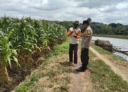 Bakal Panen Serentak, Jagung LBS Menghijau di Berbagai Kecamatan, Kapolres Sragen: Ini Kerja Nyata untuk Ketahanan Pangan