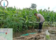 Polsek Sumberlawang Kawal Ketahanan Pangan, Ratusan Ton Jagung Siap Panen di Desa Tlogotirto dan Desa Mojopuro