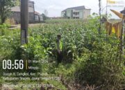 Lahan Semakin Hijau, Polsek Plupuh Kawal Ketahanan Pangan: Jagung LBS Kwartal V Siap Dongkrak Produktivitas Desa