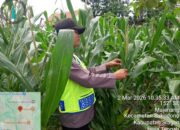3 Polsek Jajaran Polres Sragen Turun ke Sawah, Kawal Tanaman Jagung Demi Ketahanan Pangan