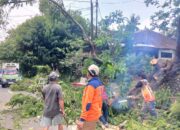 Respons Cepat Polisi Tangani Pohon Tumbang di Sidoharjo Wonogiri, Lalu Lintas Kembali Lancar