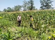 Polres Sragen Kawal Jagung dari Desa, Panen Swasembada Pangan Mulai Dipastikan dari 5 Kecamatan Lahan Rakyat