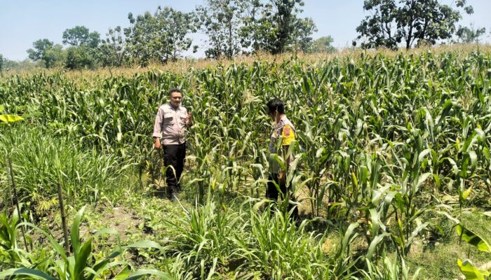 Polres Sragen Kawal Jagung dari Desa, Panen Swasembada Pangan Mulai Dipastikan dari 5 Kecamatan Lahan Rakyat