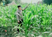 Swasembada Pangan Dikawal Ketat, Polres Sragen Turun Langsung Cek Lahan Jagung di 7 Titik Kecamatan