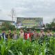 Kapolres Aceh Tengah Tinjau Perkembangan Tanaman Jagung Program Ketahanan Pangan