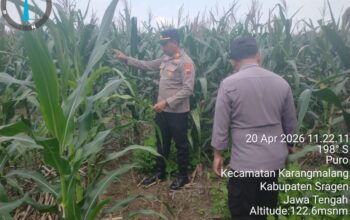Polres Sragen Dukung Ketahanan Pangan, 3 Polsek Ini Cek Langsung Pertumbuhan Jagung di Lahan Warga
