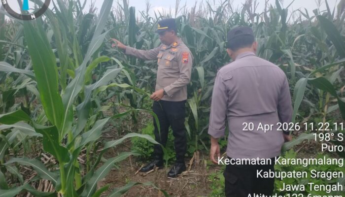 Polres Sragen Dukung Ketahanan Pangan, 3 Polsek Ini Cek Langsung Pertumbuhan Jagung di Lahan Warga