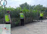 Polres Sragen Kawal Ketahanan Pangan Nasional, Jajaran Polsek Turun Langsung Pantau Ribuan Meter Lahan Jagung Warga