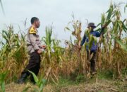 Panen Jagung 1,4 Ton di Sambirejo, Polres Sragen Kawal Ketahanan Pangan dari Tingkat Desa