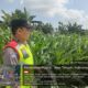 Kawal Ketahanan Pangan hingga Masa Panen, Polsek Sidoharjo Turun Langsung Cek Jagung di Lahan Baku Sawah