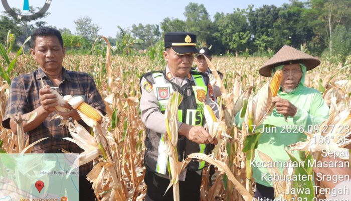 Panen Raya Jagung di Masaran Capai 2 Ton, Wujud Nyata Dukungan Polri terhadap Ketahanan Pangan Nasional