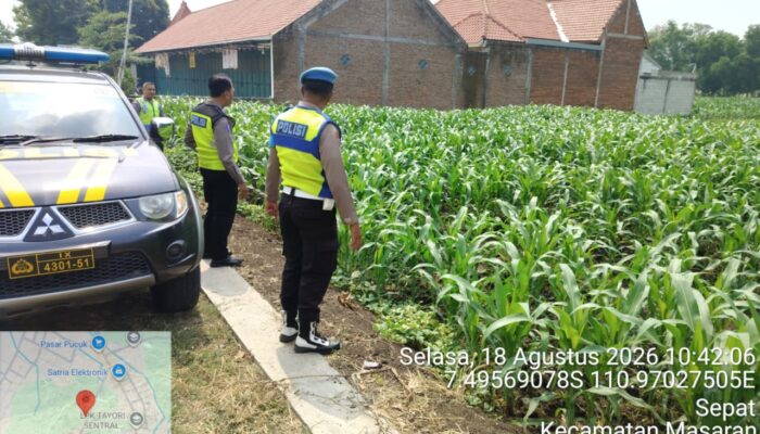 Polsek Masaran Pastikan Tanaman Jagung LBS Tumbuh Sehat, Dukung Ketahanan Pangan di Sragen