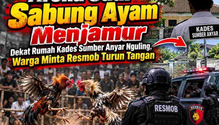 Arena Judi Sabung Ayam Menjamur Dekat Rumah Kades Sumber Anyar Nguling, Warga Minta Resmob Turun Tangan