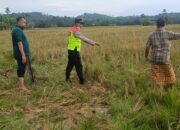 Warga Cot Dah Ditemukan Meninggal Dunia di Persawahan, Diduga Tersambar Petir